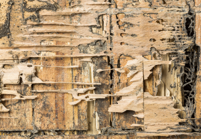 Suntik Rayap: Metode Efektif Mengatasi Serangan Rayap pada Bangunan